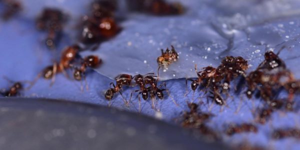 Melhores Venenos para Formigas